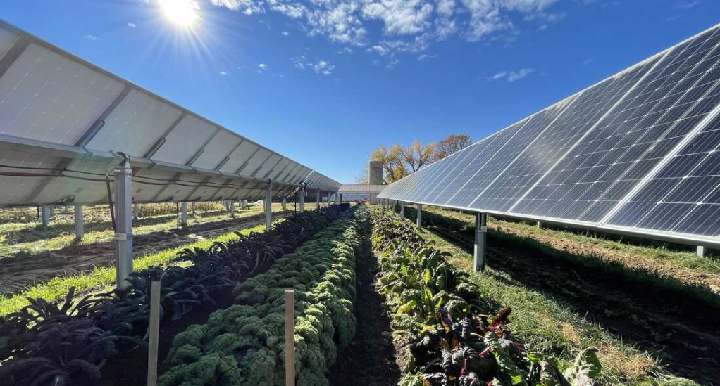 Solar-Panels-and-Orchards